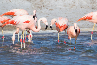 Side view of two birds drinking water