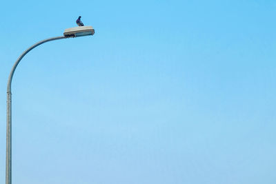 Low angle view of bird flying against clear blue sky