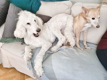 White dog lying down on bed