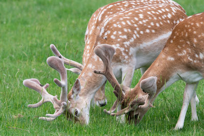 Fallow deer bucks grazing in a meadow