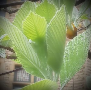 Close-up of fresh green leaves