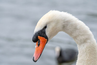 Close-up of swan