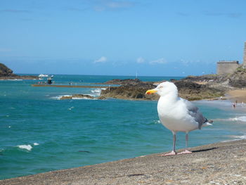 Seagull perching on a beach