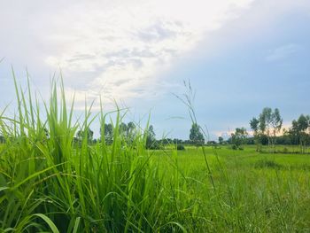 Scenic view of agricultural field against sky