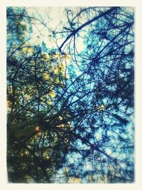 Low angle view of tree against sky