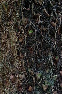 Full frame shot of tree roots