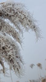 Close-up of plant against sky