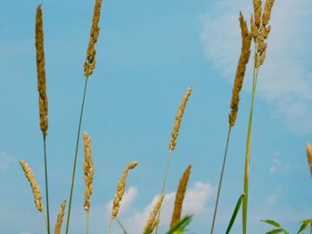 Close-up of stalks against blue sky