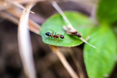 Close-up of insect on leaf