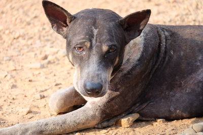 Close-up portrait of dog resting