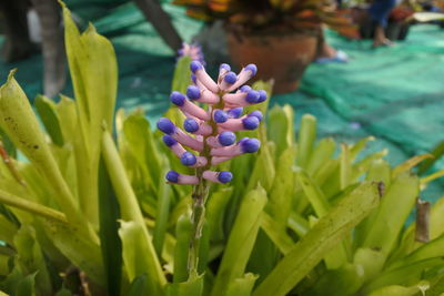 Close-up of purple flowering plant