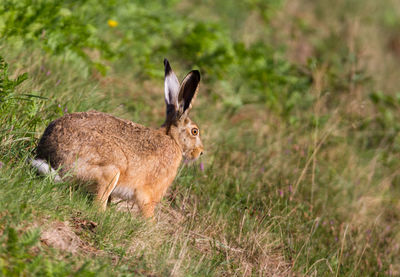 European hare descends in a dry meadow ditch