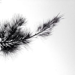 Low angle view of bare tree against clear sky