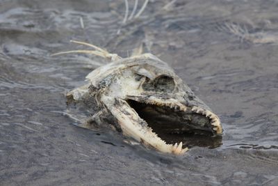 Close-up of animal skull