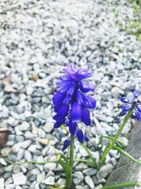 Close-up of purple crocus blooming outdoors