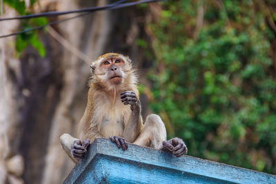 Monkey sitting on tree