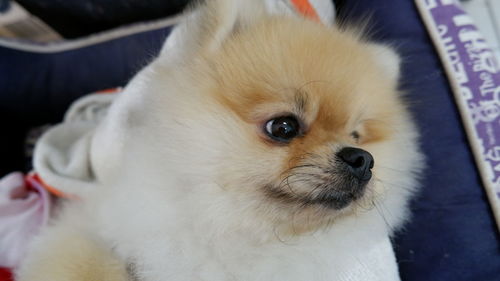 Close-up of a dog looking away
