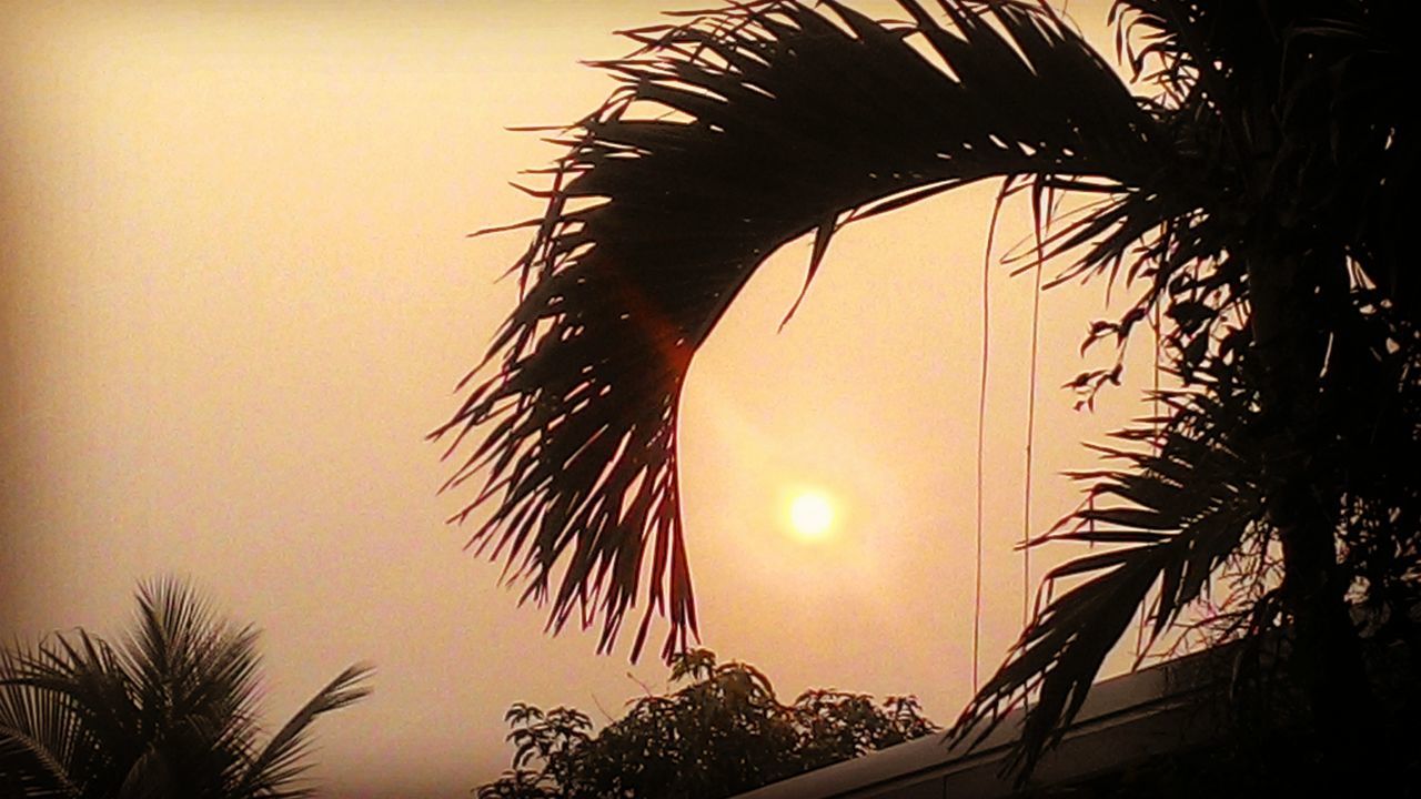 SILHOUETTE PALM TREE AGAINST ORANGE SKY