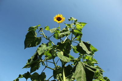 Low angle view of sunflower plant against clear blue sky