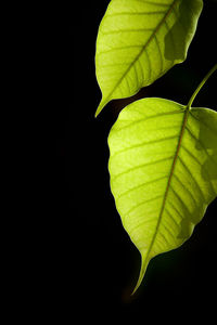 Close-up of plant leaves against black background