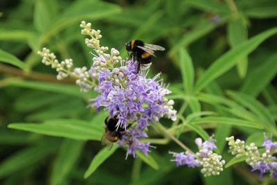 Honey bee pollinating on purple flower
