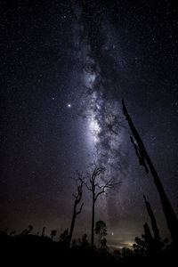 Low angle view of silhouette trees against sky at night