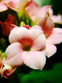 Close-up of flower blooming outdoors