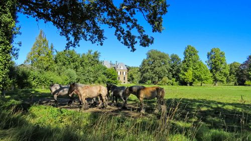 Horses in a field