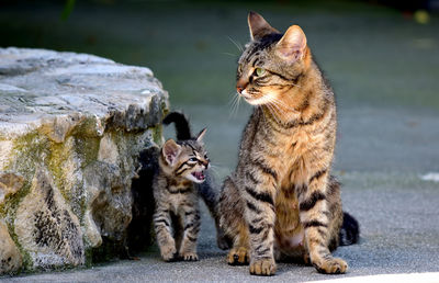 Cat looking away outdoors