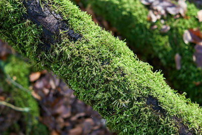 Close-up of moss growing on tree