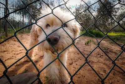 View of dog seen through chainlink fence