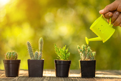 Close-up of hand holding potted plant