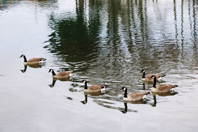 Ducks swimming in lake