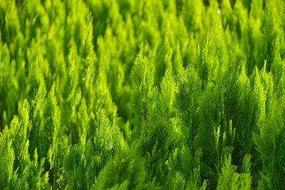 Full frame shot of pine tree