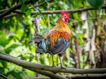 Close-up of bird perching on branch