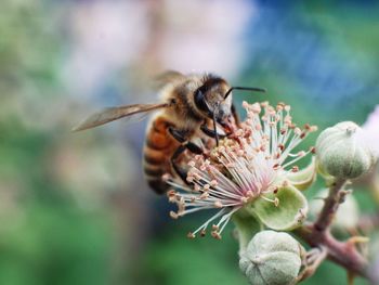 Close-up of bee pollinating on flower