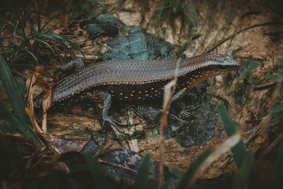 High angle view of a lizard on a field