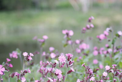 Close-up of pink flowering plants on field