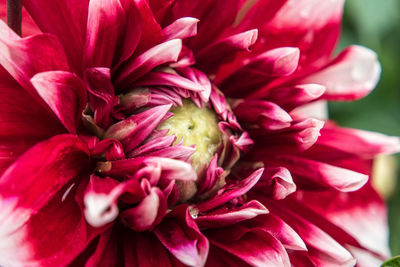 Close-up of red flower