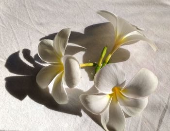 Close-up of white flowering plant