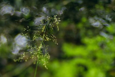 Close-up of plant against blurred background