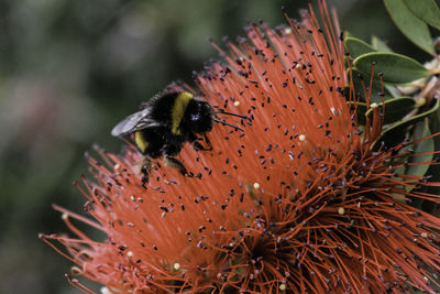 Close-up of bee pollinating on flower