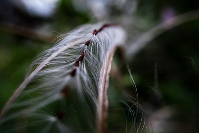 Seed stem of a willowherb plant closeup