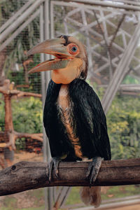 Close-up of bird perching on railing