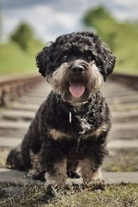 Portrait of dog sitting outdoors