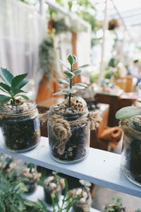 Close-up of potted plant