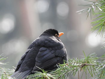 Close-up of bird perching outdoors