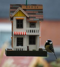 Bird perching on a building