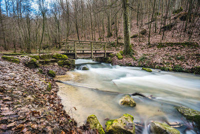 Scenic view of river stream in forest