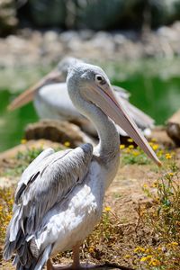 Side view of pelican